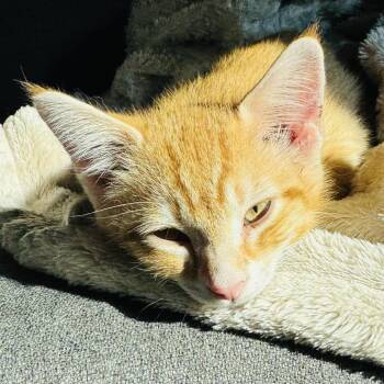 Sunny and Tango -  Domestic Short Hair Cat for Adoption in Fort Worth, Texas - Sunny And Tango | PetCurious