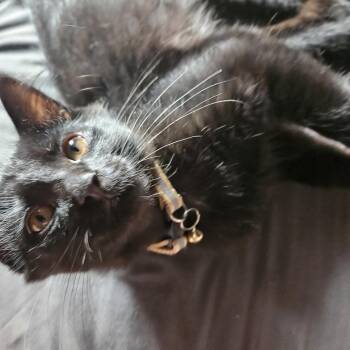 Bissell Yaps 56483 -  Domestic Short Hair Cat for Adoption in Eaton Rapids, Michigan - Bissell Yaps 56483 | PetCurious
