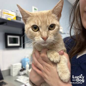 Domestic Short Hair Cats Available for Adoption - Creamsicle | PetCurious