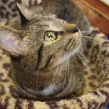 Domestic Short Hair Cats Available for Adoption in Duluth, Georgia - Theo | PetCurious
