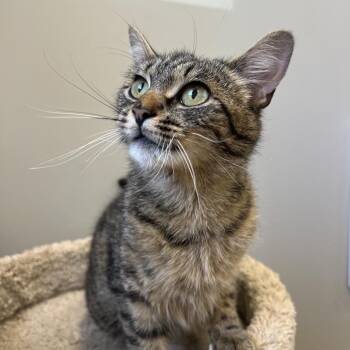 Jadeybug -  Domestic Short Hair Cat for Adoption in Puslinch, Ontario - Jadeybug | PetCurious