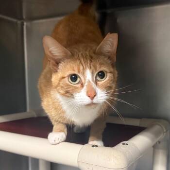 Nala 9734 -  Domestic Short Hair Cat for Adoption in Hamilton, Georgia - Nala 9734 | PetCurious