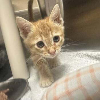 Bell Pepper -  Domestic Short Hair Cat for Adoption in Walnut Creek, California - Bell Pepper | PetCurious