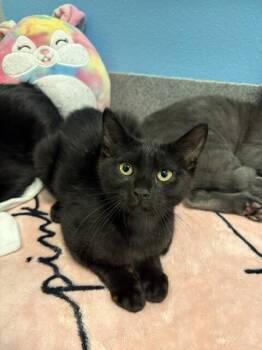 Fleece -  Domestic Short Hair Cat for Adoption in Fort Collins, Colorado - Fleece | PetCurious
