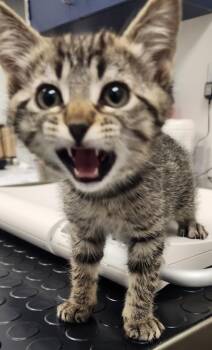 Birdie -  Domestic Short Hair Cat Available for Adoption in Roseville, California - Birdie | PetCurious
