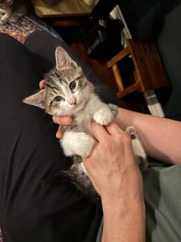 Shark -  Tabby and Domestic Short Hair Cat for Adoption in Richardson, Texas - Shark | PetCurious