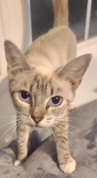 Rescue Siamese Cats for Adoption in Elgin, South Carolina - DAWN | PetCurious