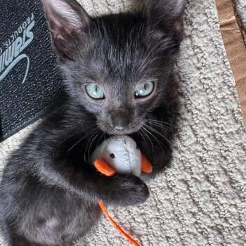 Demetrius -  Domestic Short Hair Cat for Adoption in Franklin, Tennessee - Demetrius | PetCurious