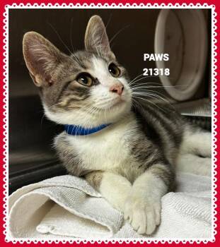 PAWS -  Domestic Short Hair Cat for Adoption in Marietta, Georgia - PAWS | PetCurious