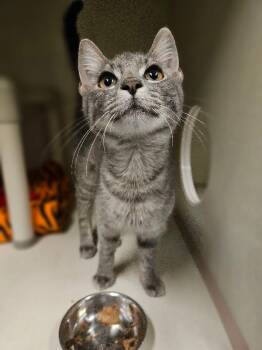 Lukey -  Domestic Short Hair Cat for Adoption in Fort Collins, Colorado - Lukey | PetCurious
