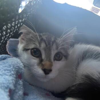 Mackie 2 -  Domestic Short Hair Cat for Adoption - Mackie 2 | PetCurious