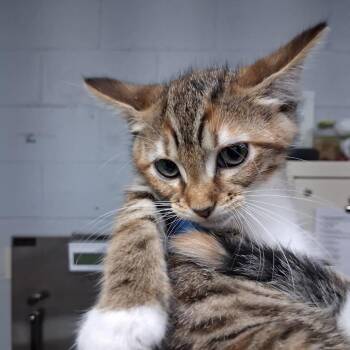 Olga -  Domestic Short Hair Cat for Adoption in Summerville, South Carolina - Olga | PetCurious