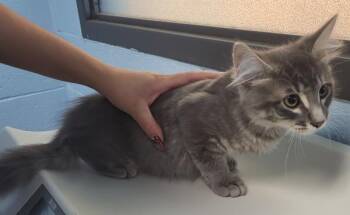 Fb-10 D -  Domestic Medium Hair Cat for Adoption in Lawrenceville, Georgia - Fb-10 D | PetCurious