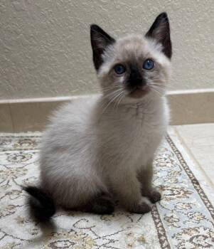 Theo -  Siamese Cat Available for Adoption in Lancaster, California - Theo | PetCurious
