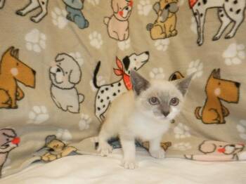 PARMESAN -  Domestic Short Hair Cat for Adoption in San Jose, California - PARMESAN | PetCurious