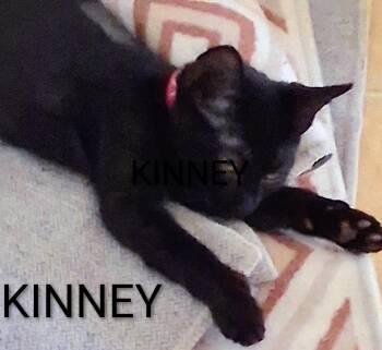 Kinney -  Domestic Short Hair Cat for Adoption in Redondo Beach, California - Kinney | PetCurious