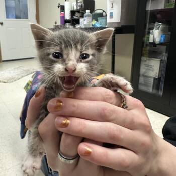 Broccoli -  Domestic Short Hair Cat for Adoption in Milford, Iowa - Broccoli | PetCurious