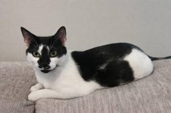 Cookie Dough26 -  Domestic Short Hair Cat for Adoption in Youngsville, North Carolina - Cookie Dough26 | PetCurious