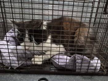 Domestic Short Hair Cats Available for Adoption - DAHLIA | PetCurious