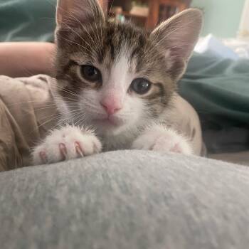Domestic Short Hair Cats Available for Adoption in Andover, Connecticut - Lamby | PetCurious