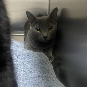 Penny -  Domestic Short Hair Cat for Adoption in Flagstaff, Arizona - Penny | PetCurious