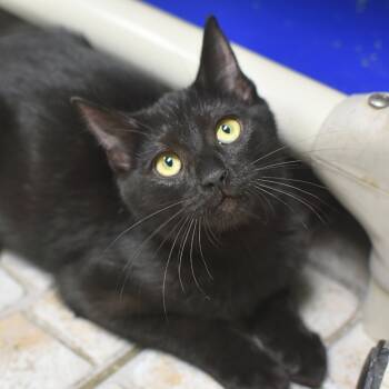 Rescue Domestic Short Hair Cats for Adoption in St. Petersburg, Florida - Gretel | PetCurious