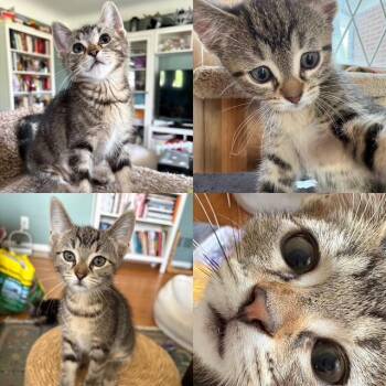 Dolby -  Tabby Cat for Adoption in Wyandotte, Michigan - Dolby | PetCurious