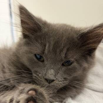 Saki -  Domestic Long Hair Cat for Adoption in Hampton Bays, New York - Saki | PetCurious