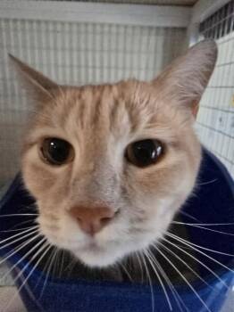 Peaches -  Domestic Short Hair Cat for Adoption in Vancouver, Washington - Peaches | PetCurious