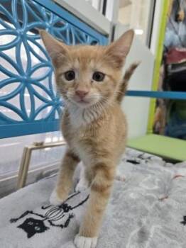 Stanley -  Domestic Short Hair Cat for Adoption in Savannah, Georgia - Stanley | PetCurious