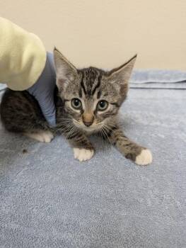 Marcus -  Domestic Short Hair Cat for Adoption in Sherwood, Oregon - Marcus | PetCurious