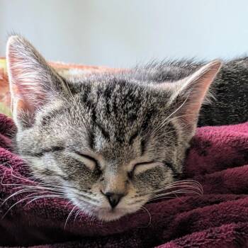 Domestic Short Hair Cats Available for Adoption - Coral | PetCurious