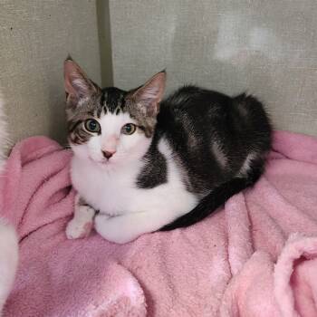 Rescue Domestic Short Hair Cats for Adoption in Monroe, Michigan - McGreggor | PetCurious