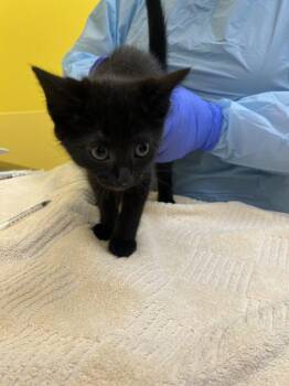 July -  Domestic Short Hair Cat for Adoption in Raleigh, North Carolina - July | PetCurious