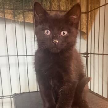 Big Foot -  Domestic Short Hair Cat for Adoption in Hudson, New York - Big Foot | PetCurious