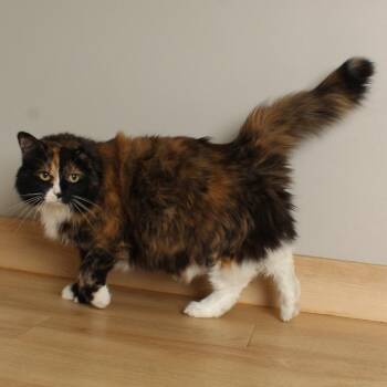 Queen Velveeta C70155 -  Domestic Medium Hair Cat for Adoption in Minnetonka, Minnesota - Queen Velveeta C70155 | PetCurious