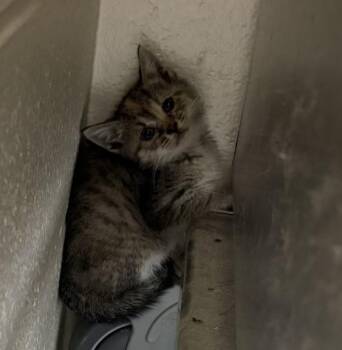 Mary -  Domestic Short Hair Cat Available for Adoption in Elberon, Virginia - Mary | PetCurious