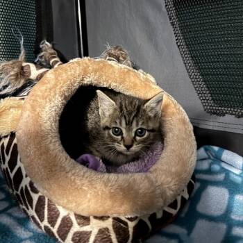 Applejack -  Domestic Short Hair Cat for Adoption in Granville, Ohio - Applejack | PetCurious