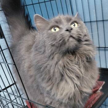 Domestic Long Hair Cats Available for Adoption - Ashley | PetCurious