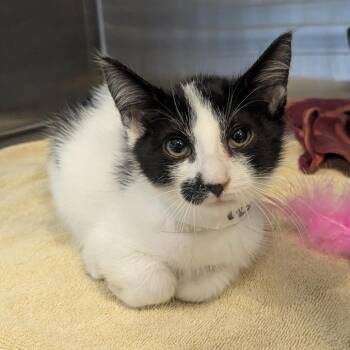 Rocket -  Domestic Short Hair Cat for Adoption in Birmingham, Alabama - Rocket | PetCurious