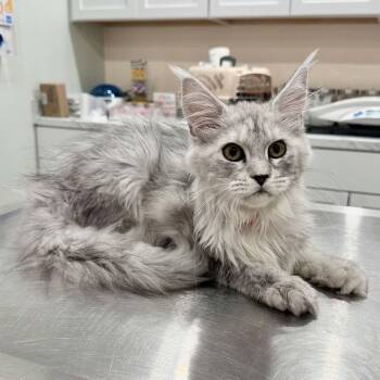 Maine Coon Cats Available for Adoption in Manchester, Maryland - Emmett | PetCurious