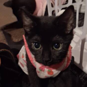 Raven -  Domestic Short Hair Cat for Adoption in Buffalo, New York - Raven | PetCurious