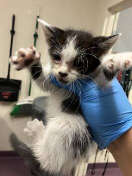 OREO -  Domestic Short Hair Cat for Adoption in Long Beach, California - OREO | PetCurious