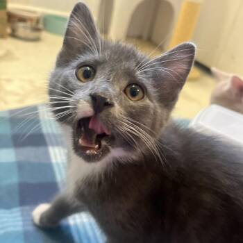 Taquito -  Domestic Short Hair Cat for Adoption in La Grange, Kentucky - Taquito | PetCurious