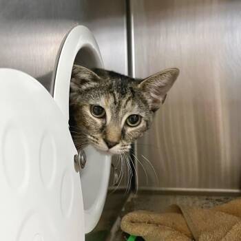 Cinnamon Sprinkle -  Domestic Short Hair Cat for Adoption in York, Pennsylvania - Cinnamon Sprinkle | PetCurious