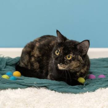 Domestic Short Hair Cats Available for Adoption - Sun Chips | PetCurious