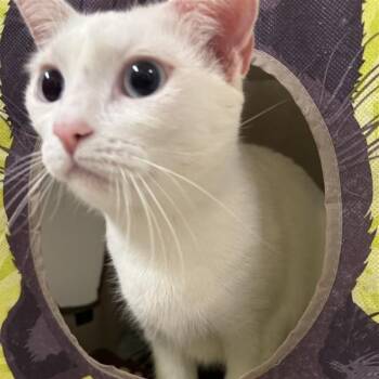 Star Shine -  Domestic Short Hair Cat for Adoption in Tempe, Arizona - Star Shine | PetCurious