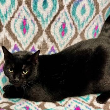 Domestic Short Hair Cats Available for Adoption - Lou Lou | PetCurious