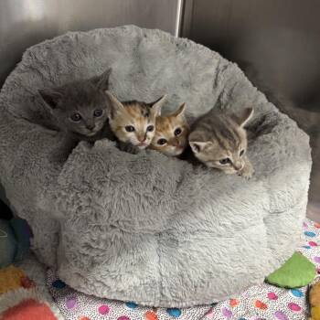 Machine kitten 1 -  Domestic Short Hair Cat for Adoption in Parrish, Alabama - Machine Kitten 1 | PetCurious