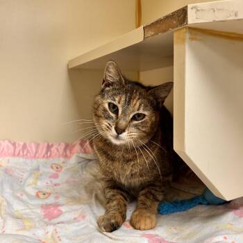 Domestic Short Hair Cats Available for Adoption in Myerstown, Pennsylvania - Katheryn | PetCurious